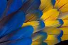 USA, Washington State, Sammamish. Scarlet macaw feathers Art Print